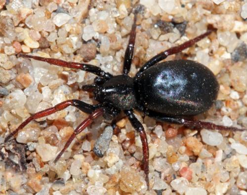 Trachyzelotes pedestris